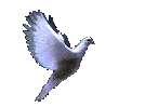 bird.gif